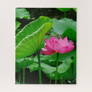 Blühende rosa Wasserlilie