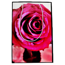 blühende Rose