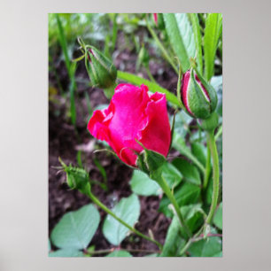 blühende Rose pastellfarben Poster