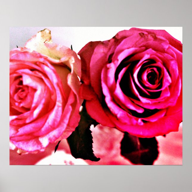 Blühende Rose Poster (Vorne)