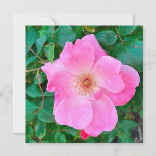 Blühende Rosenblüte Blume Geburtstag Gruß Karte