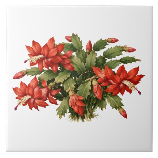 Blühende rote Weihnachtskaktus-Pflanze  Fliese (Vorderseite)