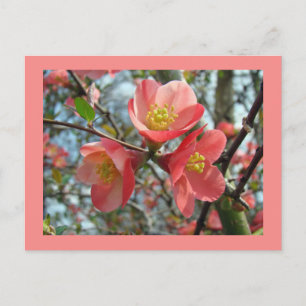 Blühende Ruhe - Chaenomeles speciosa Postkarte