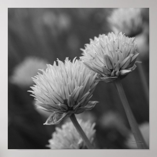 Blühende Scallions Schwarz-weiße Blütendrucke Poster (Vorne)
