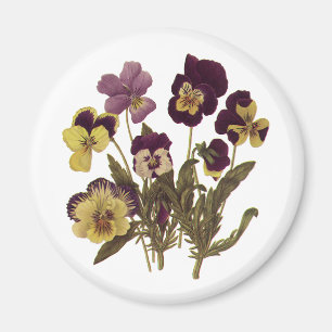 Blühende Stiefmütterchen, Blumen des Gartens Magnet