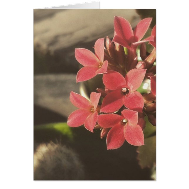 Blühende Sukkulente in meinem Garten (Vorne)