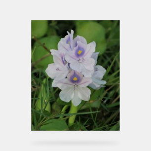 Blühende Wasserhyazinthe - Tropische Wasserblume Acrylschild