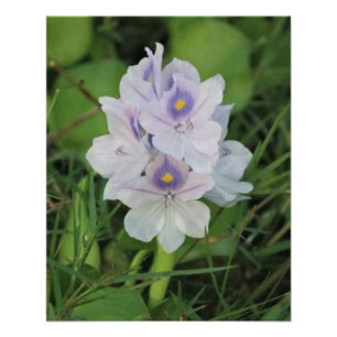 Blühende Wasserhyazinthe - Tropische Wasserblume Fotodruck