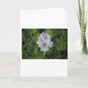 Blühende Wasserhyazinthe - Tropische Wasserblume Karte