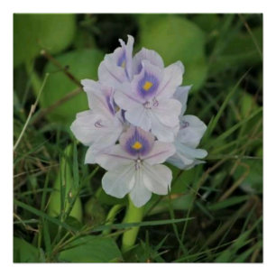 Blühende Wasserhyazinthe - Tropische Wasserblume Poster
