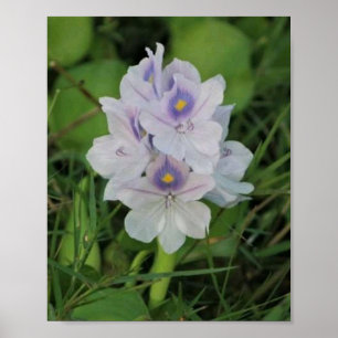 Blühende Wasserhyazinthe - Tropische Wasserblume Poster