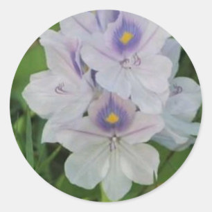 Blühende Wasserhyazinthe - Tropische Wasserblume Runder Aufkleber