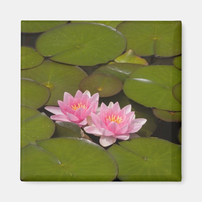 Blühende Wasserliliken Magnet (Vorne)