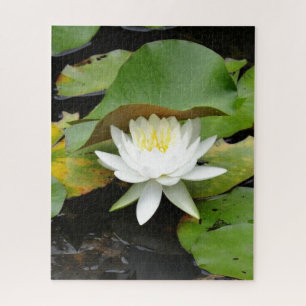 Blühende weiße Lilie in einem Lilienteich