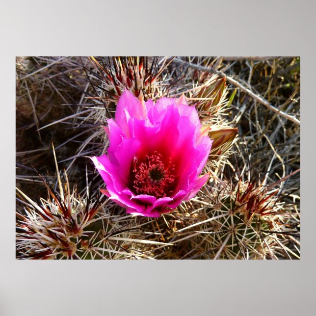 Blühende Wildblume Kaktus (Prickly Birne) Poster (Vorne)