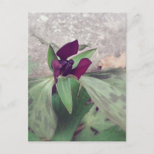 blühende Wildblume Postkarte