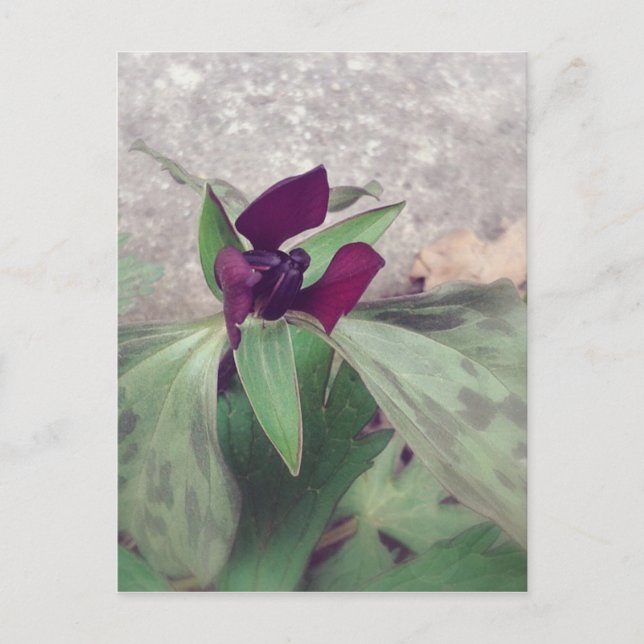 blühende Wildblume Postkarte (Vorderseite)