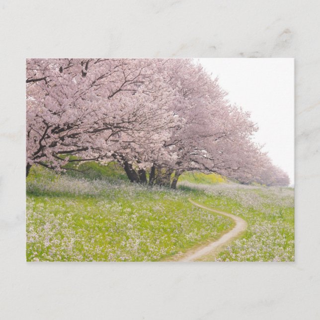 Blühende Yoshino-Kirschbäume in einem Feld Postkarte (Vorderseite)