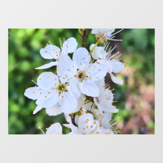 Blühender Baum im Frühling Rumänien – Blütenfotogr Fensteraufkleber