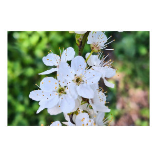 Blühender Baum im Frühling Rumänien – Blütenfotogr Fotodruck
