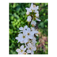 Blühender Baum im Frühling Rumänien – Blütenfotogr