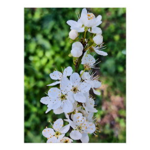 Blühender Baum im Frühling Rumänien – Blütenfotogr Poster