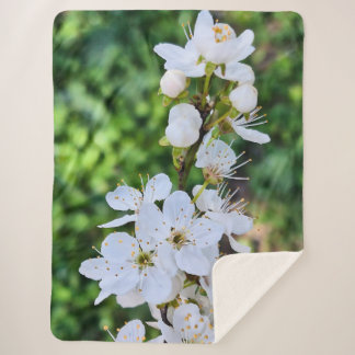 Blühender Baum im Frühling Rumänien – Blütenfotogr Sherpadecke