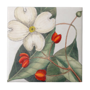 Blühender Dogwood Tree, Vintage Blume Fliese