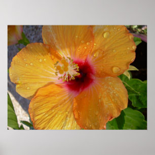 Blühender Hibisken Gerahmt drucken Poster