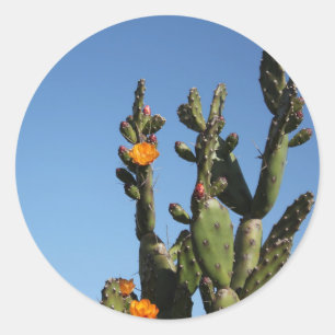 Blühender Kaktus Feigenkaktus Opuntia Aufkleber