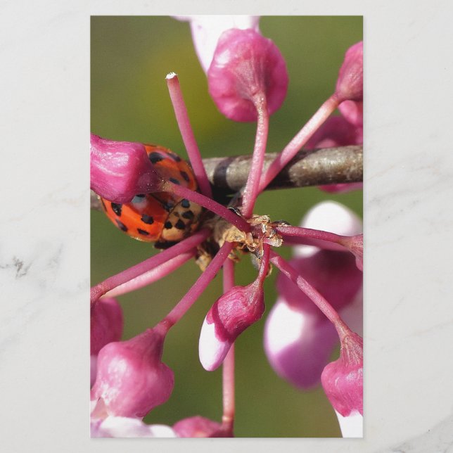 Blühender Redbug mit Ladybug (Vorderseite)