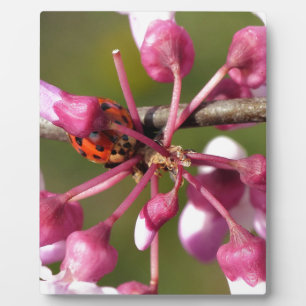 Blühender Redbug mit Ladybug Fotoplatte