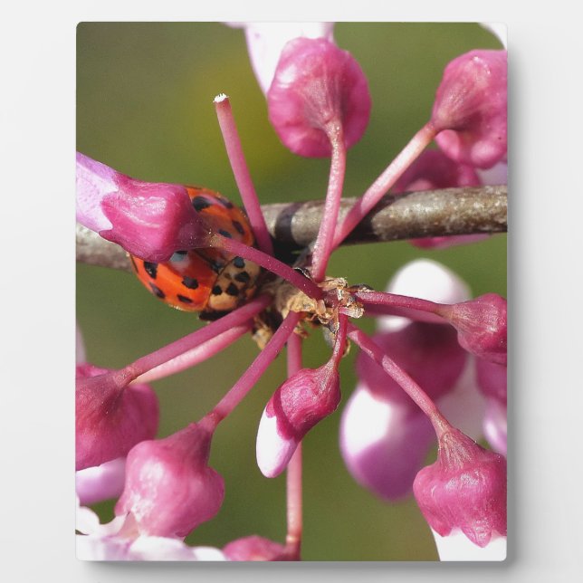 Blühender Redbug mit Ladybug Fotoplatte (Vorderseite)