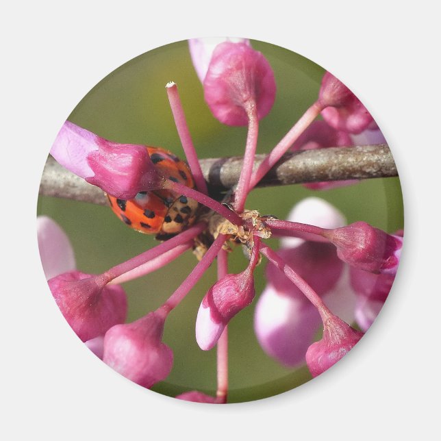 Blühender Redbug mit Ladybug Magnet (Vorne)