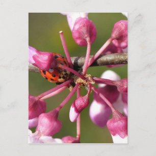 Blühender Redbug mit Ladybug Postkarte