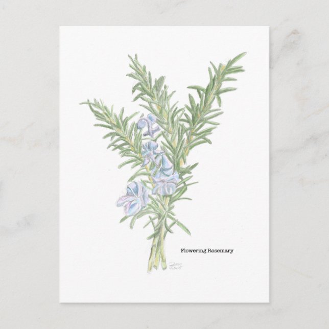 Blühender Rosmarin Postkarte (Vorderseite)