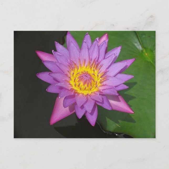 Blühender Ruhm Postkarte (Vorderseite)
