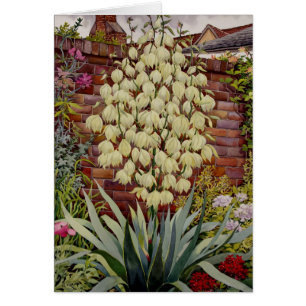 Blühender Yucca