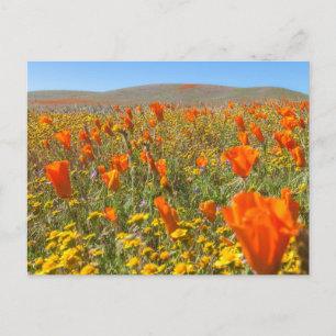Blühendes Kalifornisches Mohnfeld im Frühling Postkarte
