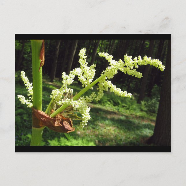 Blühendes Rhubarb Stalks Naturschutzgebiet Foto Postkarte (Vorderseite)