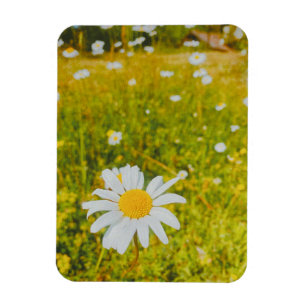 Blühendes skandinavisches Sommerfeld  Magnet