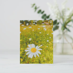 Blühendes skandinavisches Sommerfeld Postkarte