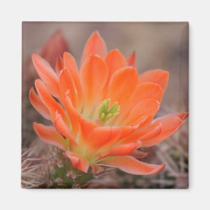 blüht in orange Magnet