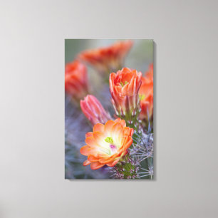 Blüht in orangefarbener Kaktusblüte Leinwanddruck
