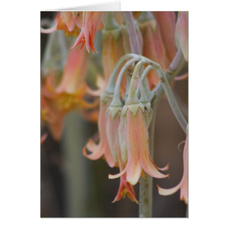 Blume