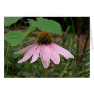 Blume