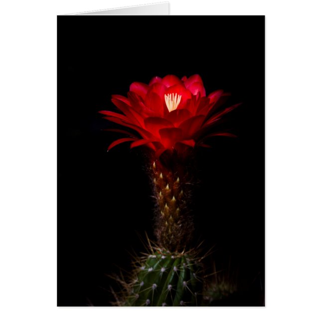 Blume (Vorne)