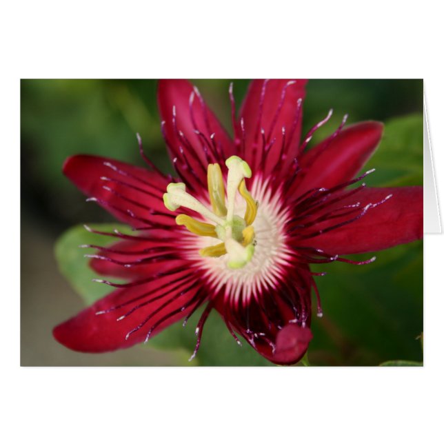 Blume (Vorderseite (Horizontal))