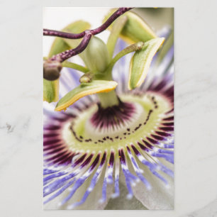 Blume