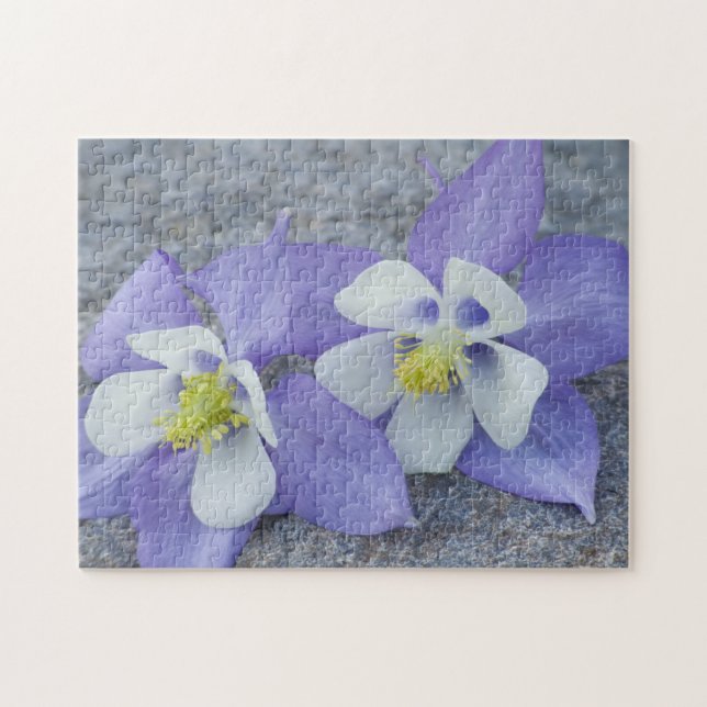 Blume (Horizontal)